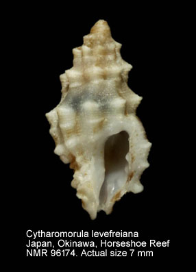 Cytharomorula lefevreiana.jpg - Cytharomorula lefevreiana (Tapperone Canefri,1880)